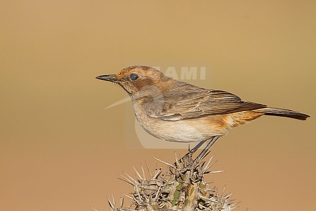 Red-rumped Wheatear - Fahlbürzel-Steinschmätzer - Oenanthe moesta, Morocco, adult female stock-image by Agami/Ralph Martin,