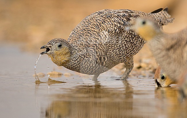 Female Crowned Sandgrouse (Pterocles coronatus) at drinking pool in southern Negev desert of Israel during spring migration. stock-image by Agami/Dubi Shapiro,