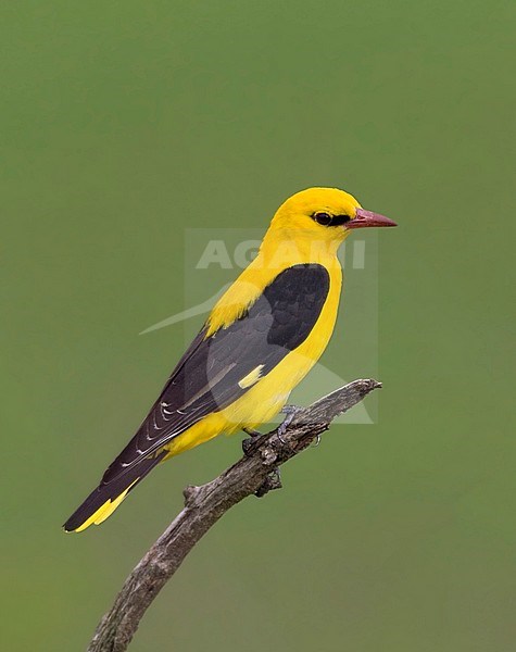 Wielewaal man zittend in boomtop; Golden Oriole male perched in top of a tree stock-image by Agami/Marc Guyt,