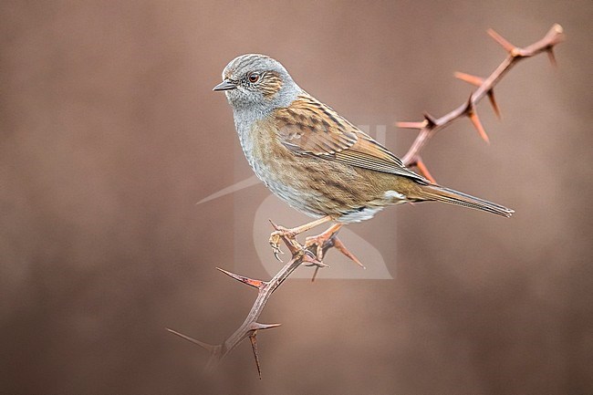 Dunnock (Prunella modularis) perched on a branch with brown background stock-image by Agami/Daniele Occhiato,