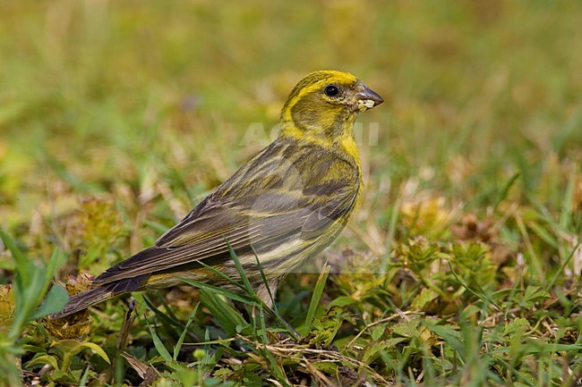 Europese Kanarie mannetje zittend; European Serin male perched stock-image by Agami/Daniele Occhiato,