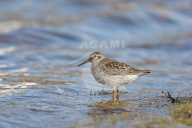 Purple Sandpiper, Paarse Strandloper, Calidris maritima stock-image by Agami/Arie Ouwerkerk,