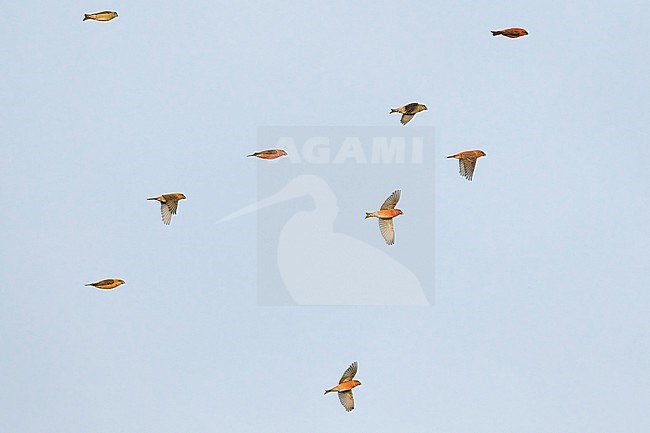 Male Parrot Crossbill (Loxia pytyopsittacus) wintering in Finland. stock-image by Agami/Markus Varesvuo,