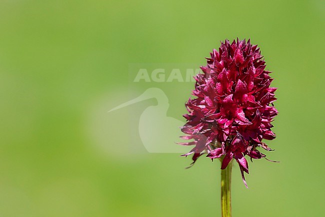 Gymnadenia rhellicani stock-image by Agami/Wil Leurs,
