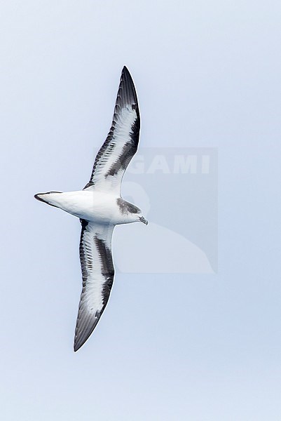 Bermuda Petrel, Pterodroma cahow, off the coast near the colony on Nonsuch island, Bermuda. Bird in flight. stock-image by Agami/Marc Guyt,