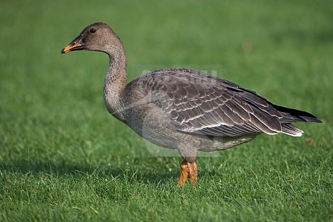 Taigarietgans, Taiga Bean Goose, Anser fabalis stock-image by Agami/Markus Varesvuo,