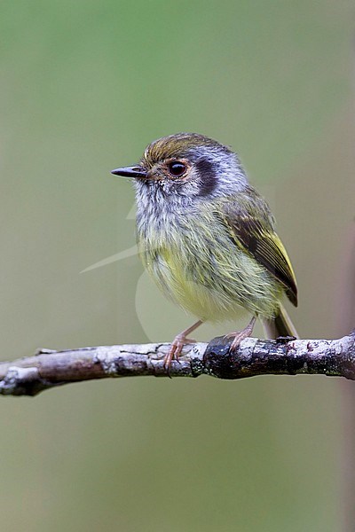 Oorvlekdwergtiran, Eared pygmy Tyrant, Myiornis auricularis stock-image by Agami/Dubi Shapiro,