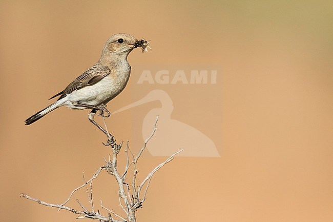 Finsch's Wheatear (Oenanthe finschii) adult female perched on a branch with food stock-image by Agami/Ralph Martin,