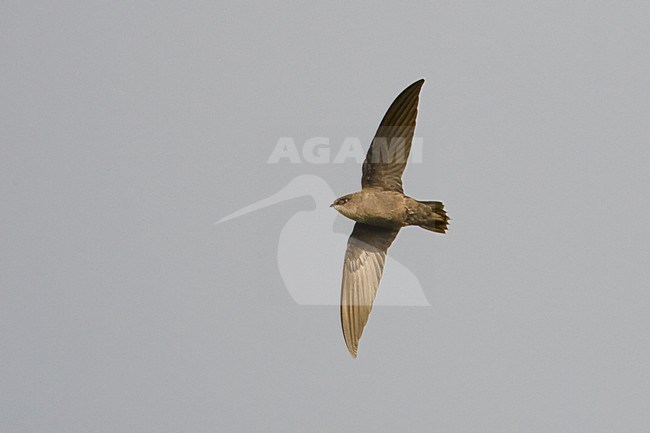 Schoorsteengierzwaluw vliegend; Chimney Swift flying stock-image by Agami/Daniele Occhiato,