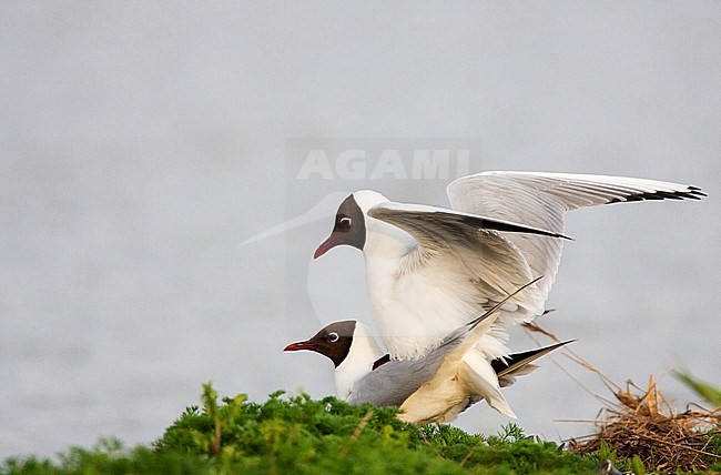 Kokmeeuw paar parend; Common Black-headed Gul couple mating stock-image by Agami/Menno van Duijn,