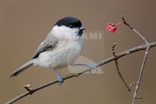 Marsh Tit (Poecile palustris), adult perched on a branch, Podlachia, Poland stock-image by Agami/Saverio Gatto,