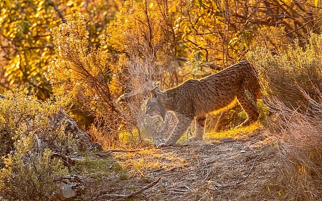 Female Iberian lynx (Lynx pardinus) named Datura standing over a rock watching the valley, Sierra Morena, Andujar, Andalucia, Spain. stock-image by Agami/Vincent Legrand,