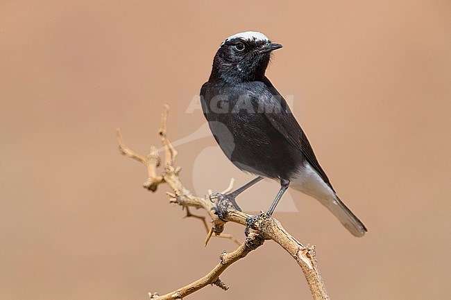 White-crowned Black Wheatear (Oenanthe leucopyga) male perched with background brown stock-image by Agami/Daniele Occhiato,