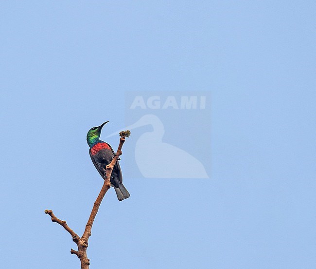 Male Hofmann's Sunbird, Cinnyris hofmanni, in Tanzania. stock-image by Agami/Pete Morris,