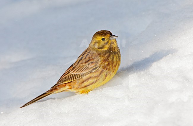Geelgors zittend in de sneeuw, Yellowhammer perched in the snow stock-image by Agami/Roy de Haas,