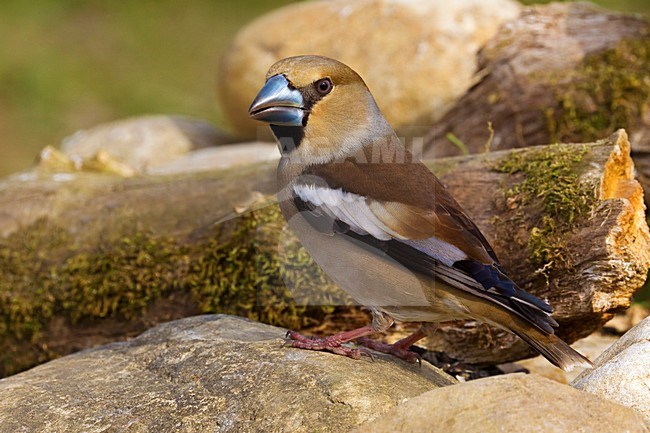 Volwassen Appelvink; Adult Hawfinch stock-image by Agami/Daniele Occhiato,