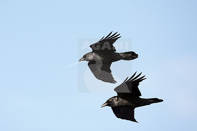 Twee raven in vlucht, Two Common Ravens in flight stock-image by Agami/Markus Varesvuo,