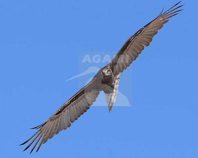 Bruine Slangenarend, Brown Snake-Eagle, Circaetus cinereus stock-image by Agami/Laurens Steijn,