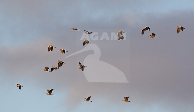 Groep Blauwe Reigers in de vlucht; Gorup of Grey Herons in flight stock-image by Agami/Markus Varesvuo,