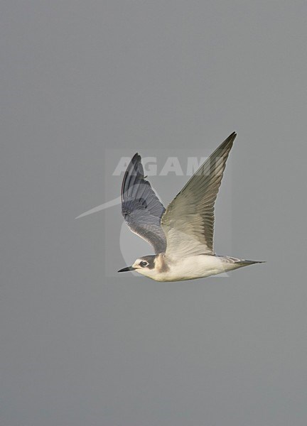 Black Tern juv. (Chlidonias niger) Hungary July 2006 stock-image by Agami/Markus Varesvuo,