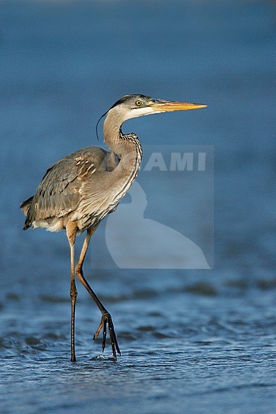 Adult non-breeding
Galveston Co., TX
April 2007 stock-image by Agami/Brian E Small,