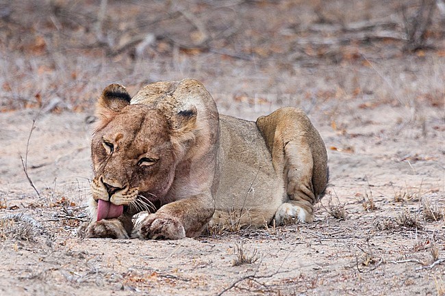 Lion (Panthera Leo) female cleaning herself at Kruger National Park in summer stock-image by Agami/Caroline Piek,