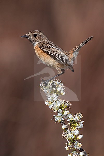 European Stonechat (Saxicola rubicola), adult female perched on a Blackthorn branch, Campania, Italy stock-image by Agami/Saverio Gatto,