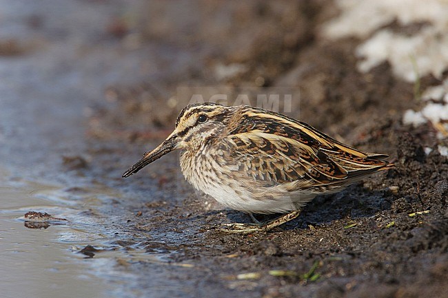 Bokje, Jack Snipe stock-image by Agami/Arie Ouwerkerk,