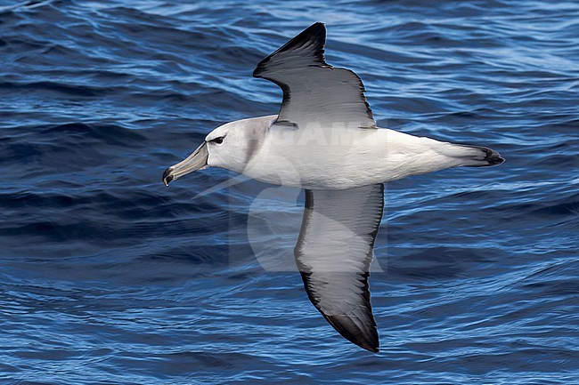 Tasmanian Shy Albatross (Thalassarche cauta) off Australia. Presumed second cycle. stock-image by Agami/Steve Howell,