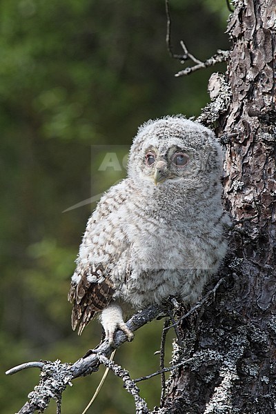 Tawny Owl (Strix aluco) chick perched in a tree at Sør-Trøndelag in Norway. stock-image by Agami/Helge Sorensen,