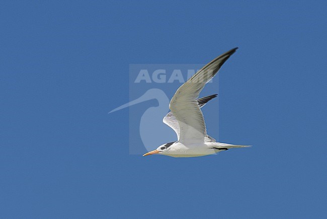 Lesser Crested Tern (Sterna bengalensis) in flight stock-image by Agami/Laurens Steijn,