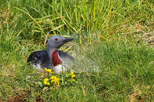 Adult Red-throated Diver (Gavia stellata) sitting on its nest on edge of a tundra lake on Iceland. stock-image by Agami/Daniele Occhiato,