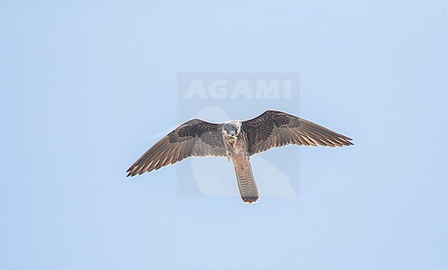 Eleonora's Falcon (Falco eleonorae) in flight over Cyprus. Eating an insect in mid air. stock-image by Agami/Marc Guyt,