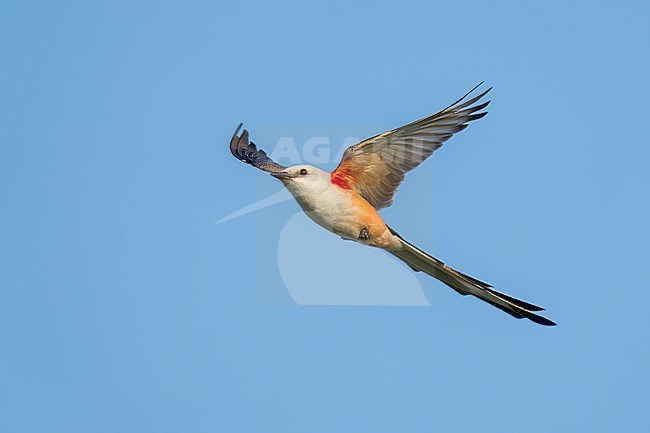 Adult
Madison Co., TX
May 2022 stock-image by Agami/Brian E Small,