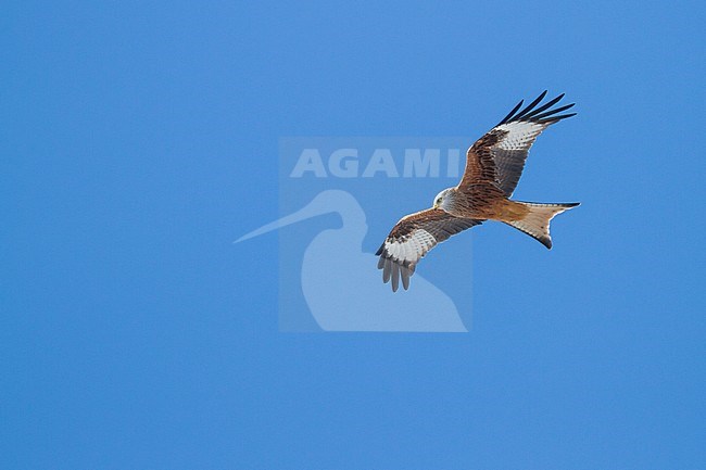 Red Kite - Rotmilan - Milvus milvus, Germany, adult stock-image by Agami/Ralph Martin,