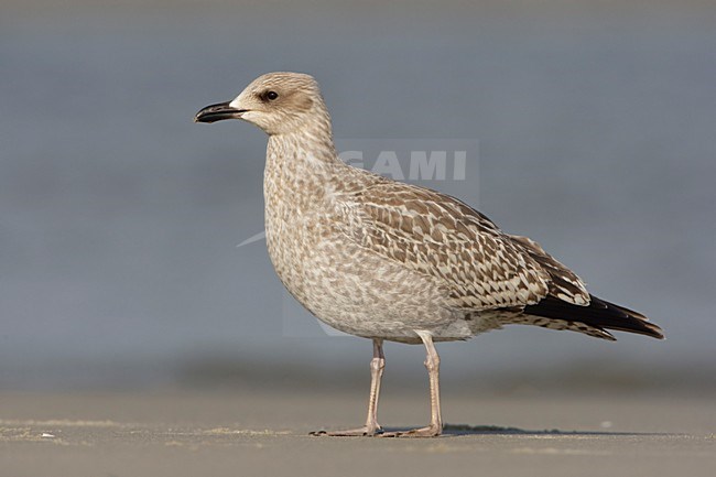 Jong op het strand (3 van 3); Juvenile on the beach (3/3) stock-image by Agami/Arie Ouwerkerk,