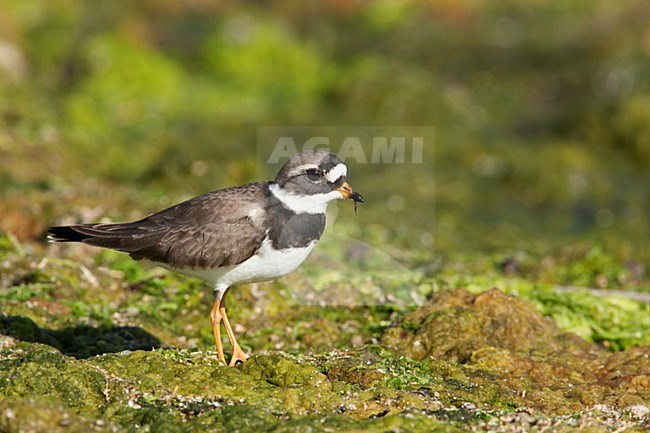 Bontbekplevier Lesbos Griekenland, Common Ringed Plover Lesvos Greece stock-image by Agami/Wil Leurs,