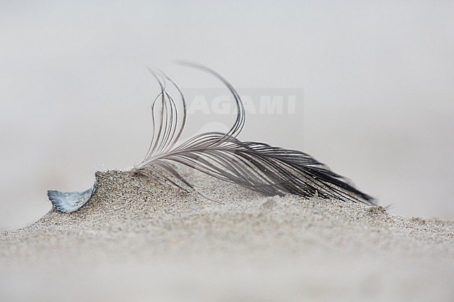 Washed-up bird feather, lying on the beach of the Wadden Island of Terschelling in the Netherlands. Wind blown and sand blasted. stock-image by Agami/Iolente Navarro,