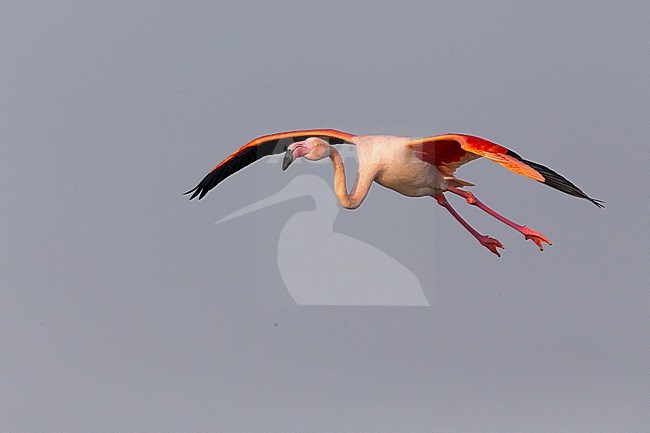 Greater Flamingo (Phoenicopterus roseus), Adult in flight, Salalah, Dhofar, Oman stock-image by Agami/Saverio Gatto,