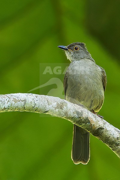 Spectacled Bulbul (Ixodia erythropthalmos) Perched on a branch in Borneo stock-image by Agami/Dubi Shapiro,