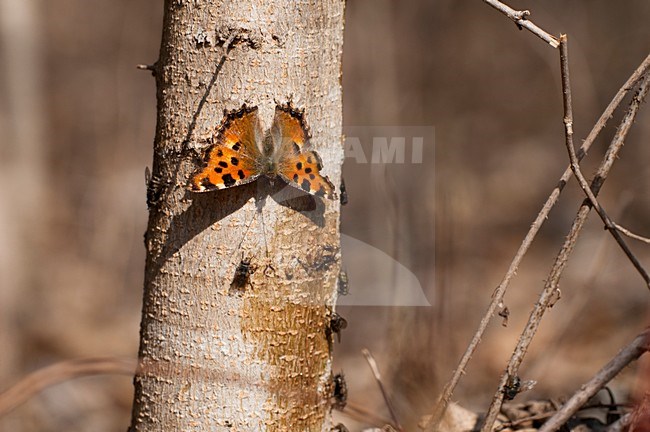 Grote vos op bloedende boom, Large Tortoiseshell feeding on tree sap stock-image by Agami/Rob de Jong,