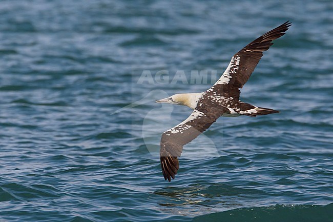 Jan-van-Gent; Northern Gannet; Sula bassana; Morus bassanus stock-image by Agami/Daniele Occhiato,