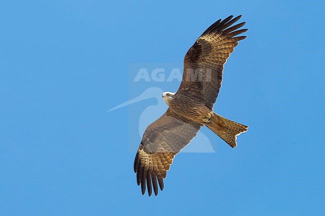 Black-eared Kite; Milvus lineatus stock-image by Agami/Daniele Occhiato,