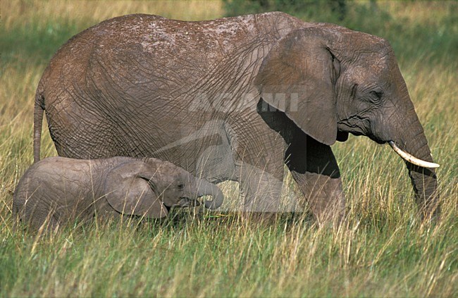 African Elephant; Afrikaanse olifant stock-image by Agami/Marc Guyt,