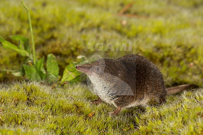 Dwergspitsmuis foeragerend in de vegetatie, Pygmy Shrew foeraging in the vegetation stock-image by Agami/Theo Douma,