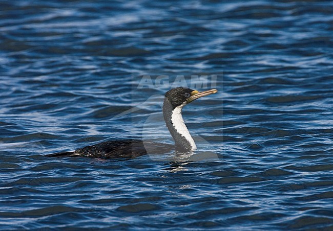 Zwemmende Koningsaalscholver; Swimming King Shag stock-image by Agami/Marc Guyt,