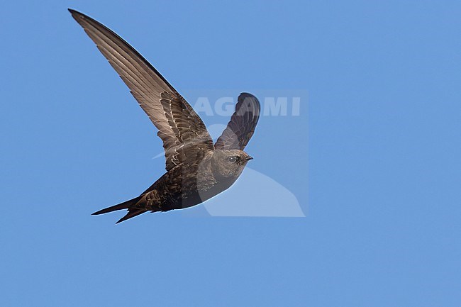 Common Swifts, Apus apus are a regular sight in downtown Amsterdam. stock-image by Agami/Jacob Garvelink,