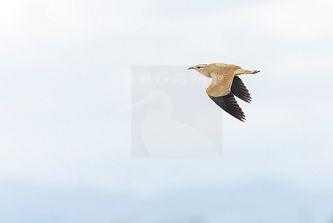 First-winter Cream-colored Courser (Cursorius cursor) at Tarragona, Cataluna, Spain. stock-image by Agami/Marc Guyt,