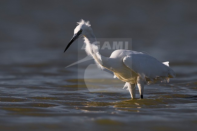 Jagende Kleine Zilverreiger; Hunting Little Egret stock-image by Agami/Daniele Occhiato,