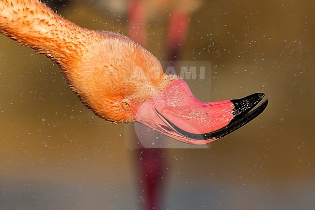 Flamingo foeragerend, Greater Flamingo foraging stock-image by Agami/Bence Mate,